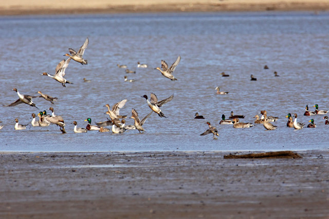 Mallards, Northern Pintails and American Wigeons, March, South Central Ohio