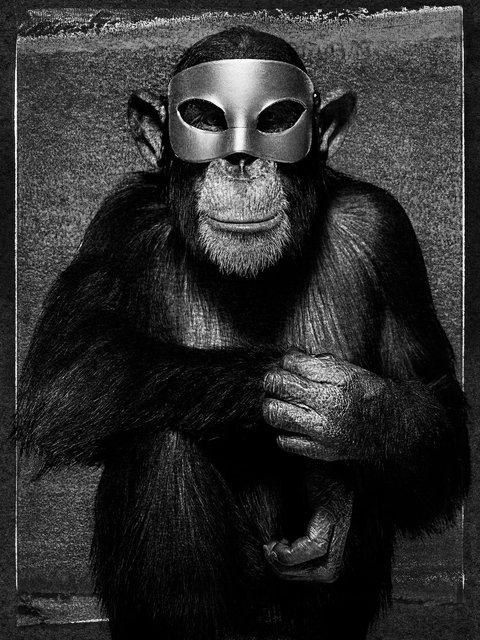 INK_Monkey_Casey with Mask.jpg