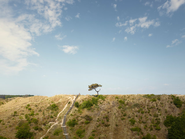 HOFM 20180093 Terschelling Tree.jpg