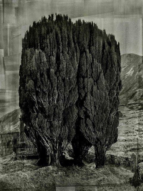 INK_Trees_Graveyard_131026AW_SKYE_DAY_101434_SHARP_V2 copy 2.jpg
