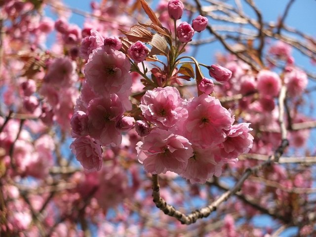 4- Pink Blossom 2015 by Alison Gracie 