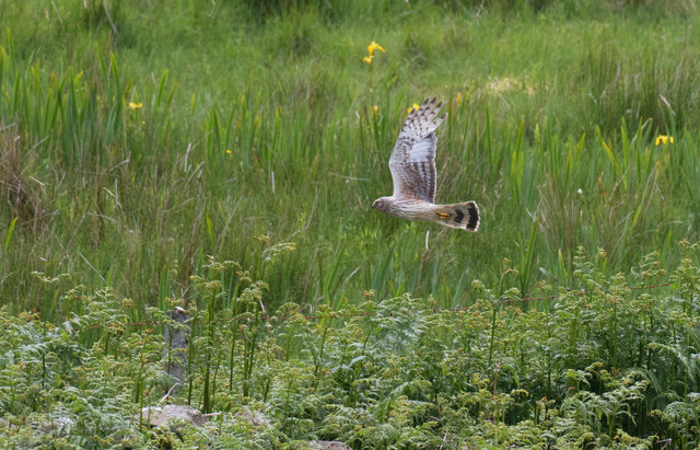Hen harrier
