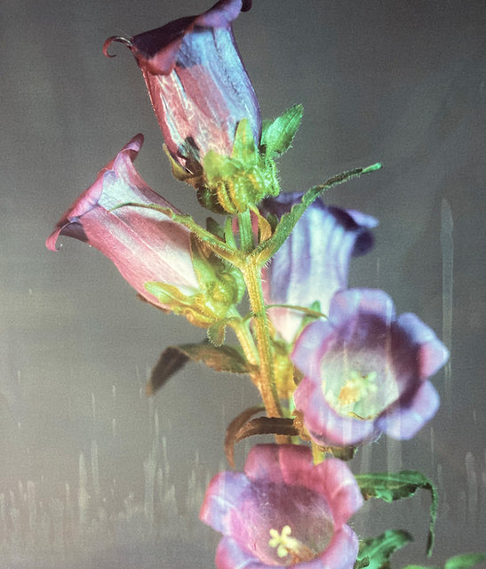 Campanula #2