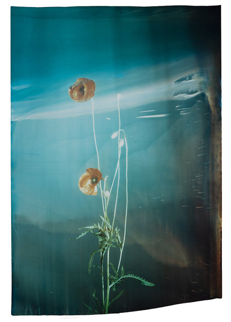 Papaver Pseudo orientale #3