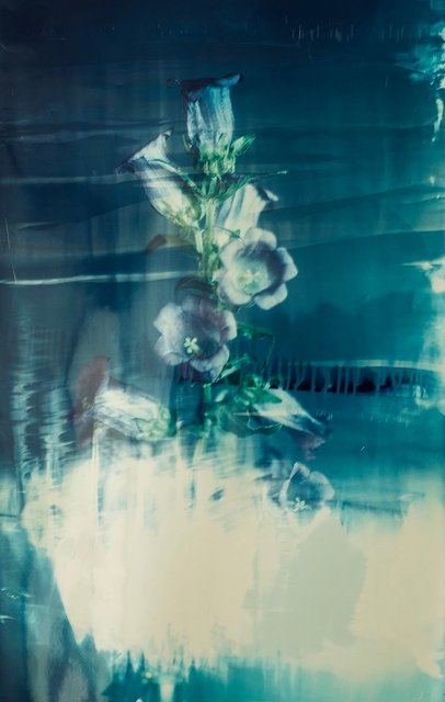 Campanula #1