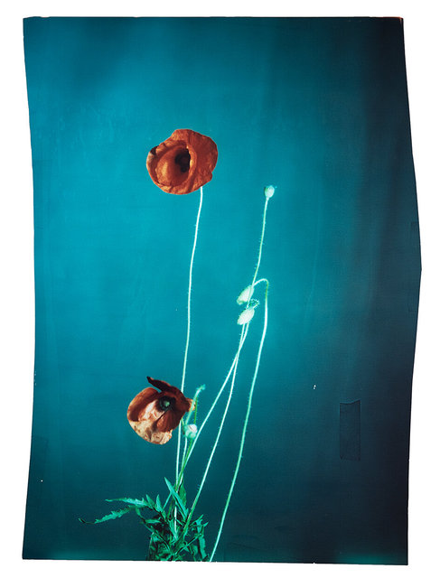 Papaver Pseudo orientale #2