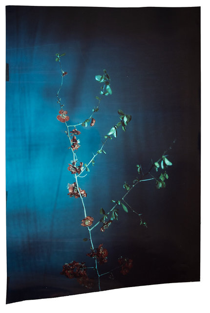 Chaenomeles #1