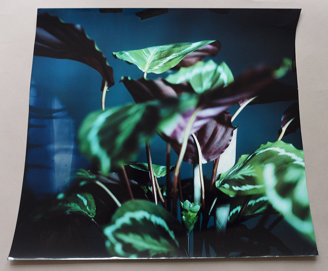 Calathea #1