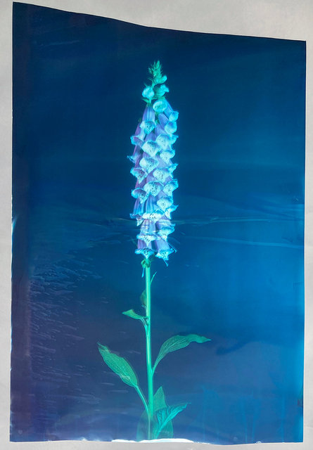 Digitalis Purpurea #2