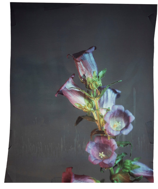 Campanula #2
