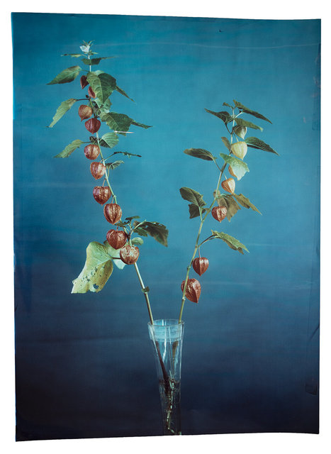 Physalis Alkekengi #4