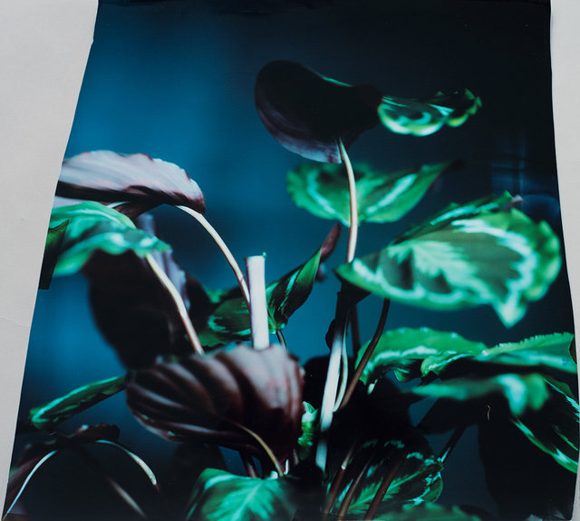 Calathea #3
