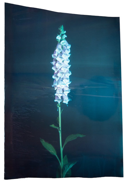 Digitalis Puperea #2