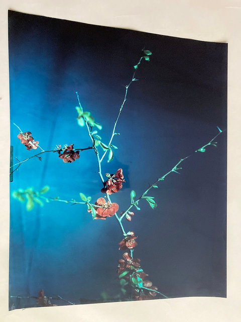 Chaenomeles #1