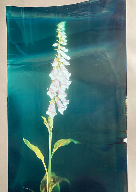 Digitalis Purpurea #1