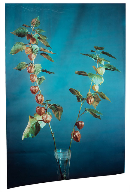 Physalis Alkekengi #2