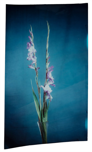 Gladiolus Communis #1