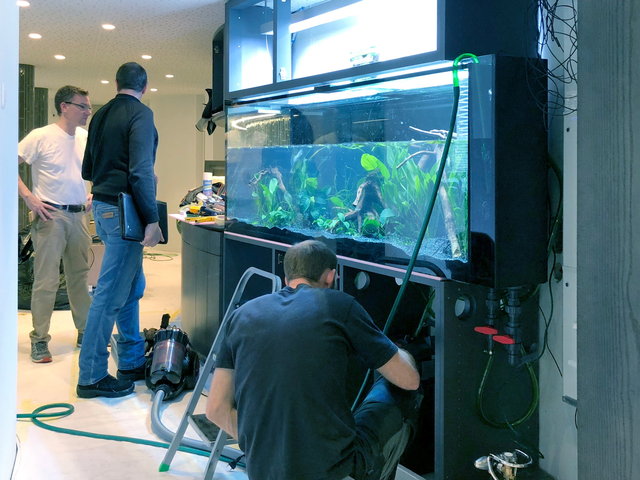 Einbau & Installation des neuen Aquariums