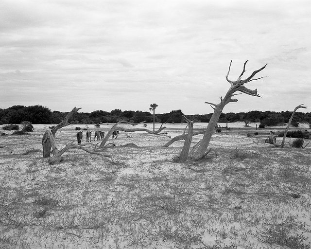 Wild Horses near Dungeness Beach
