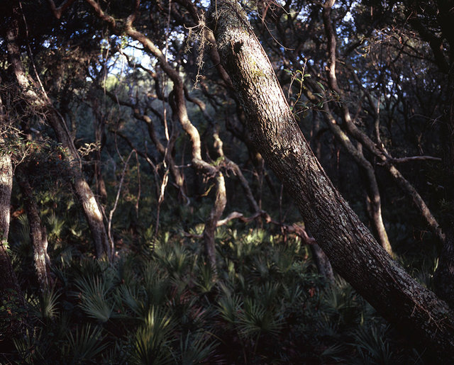 04_tree17 copy.jpg