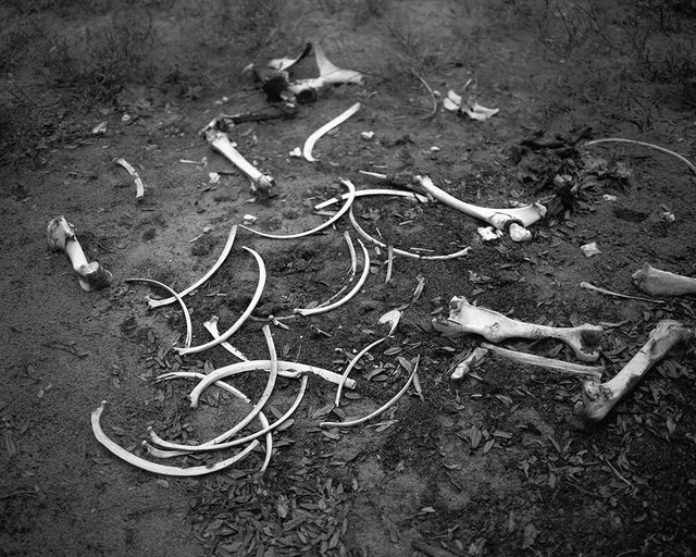 Death and Struggle: Horse Bones on the North End, 2017