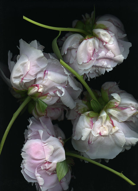 Peony Study 1