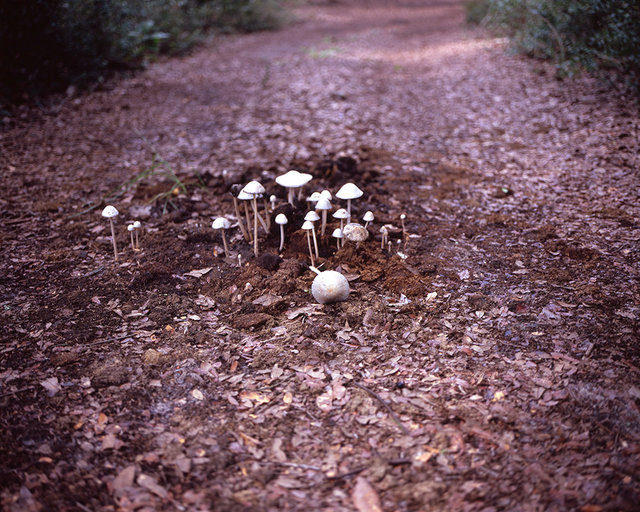 Mushrooms on the North End