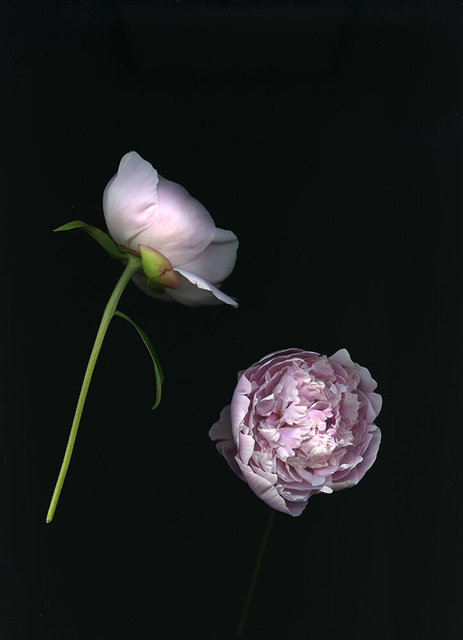 Peony Study 3