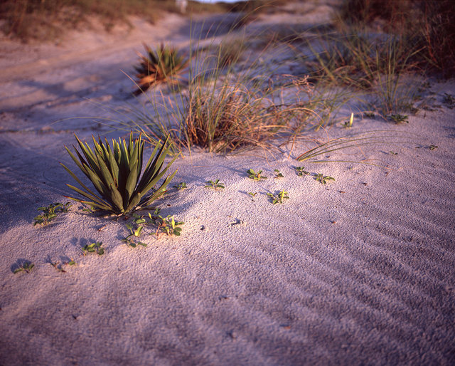 01_greyfieldplants3.jpg