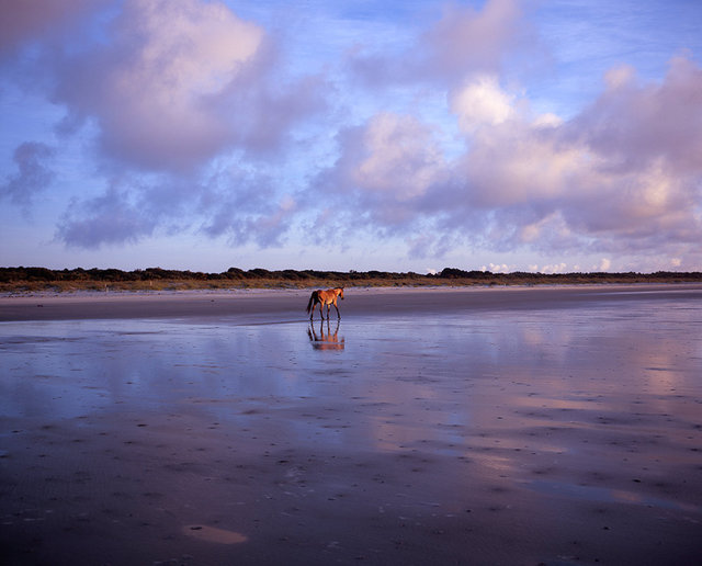 Death and Struggle - Lone Horse on Dungeness Beach, 2016