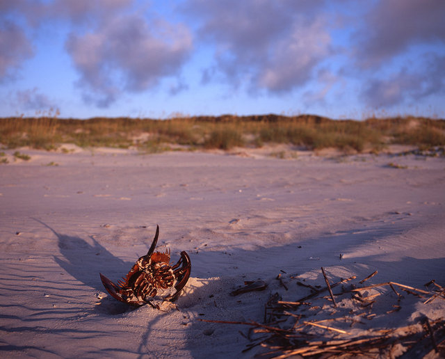 Death and Struggle - Crab on Dungeness Beach, 2016