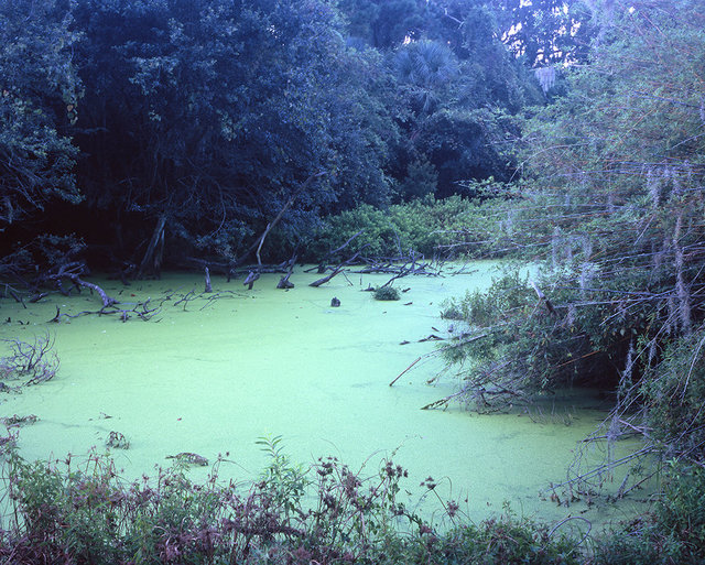 Near Plum Orchard
