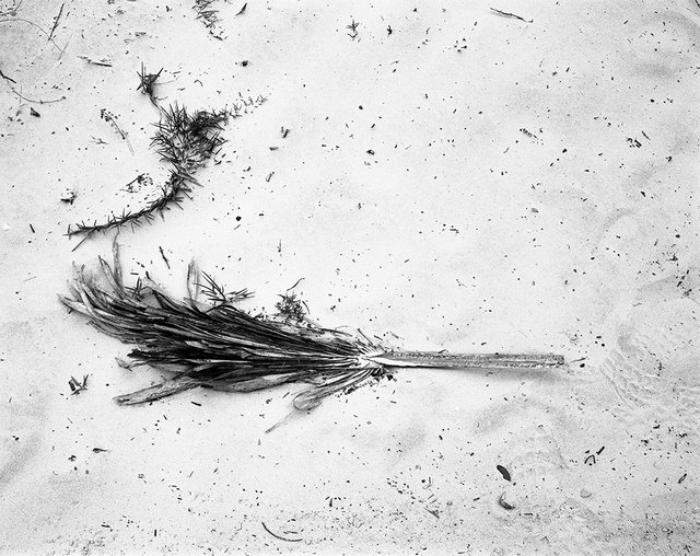 14_branch003 copy.jpg