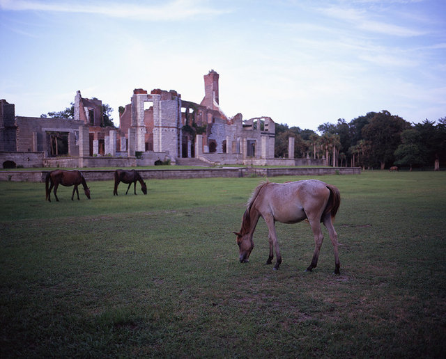 Wild Horses at Dungeness