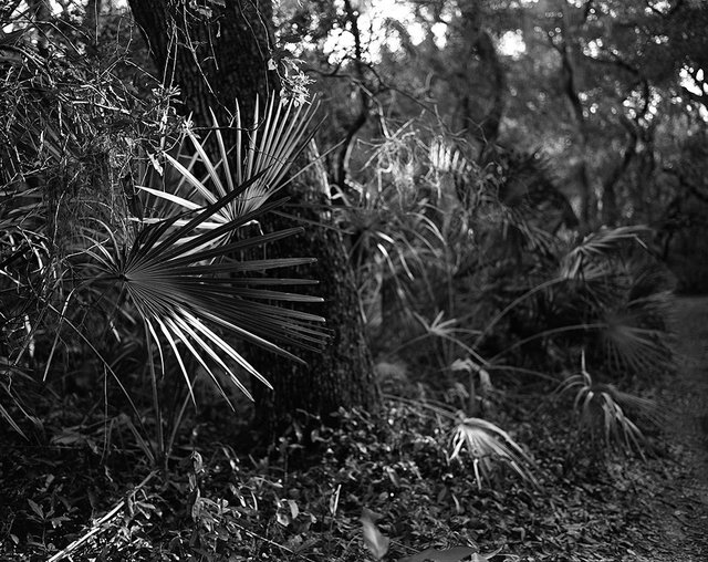 11_plants001 copy.jpg