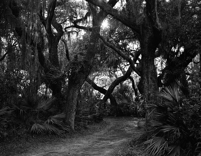 11_trees002 copy.jpg