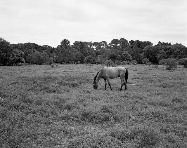 Wild Horse near Dungeness Beach