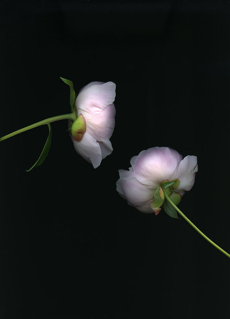 Peony Study 2