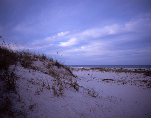 21_sandplants1 copy.jpg