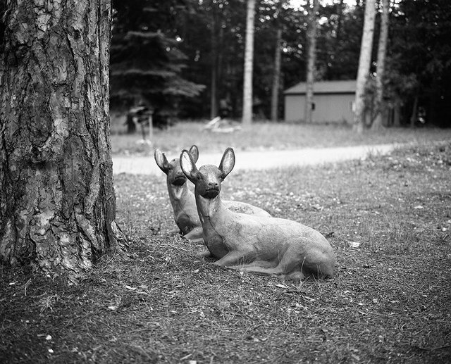 Deer Friends