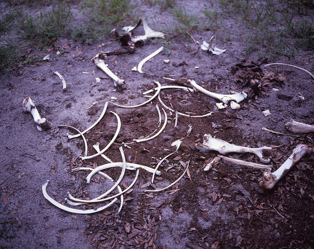 Death and Struggle - Horse Bones on the North End, 2017