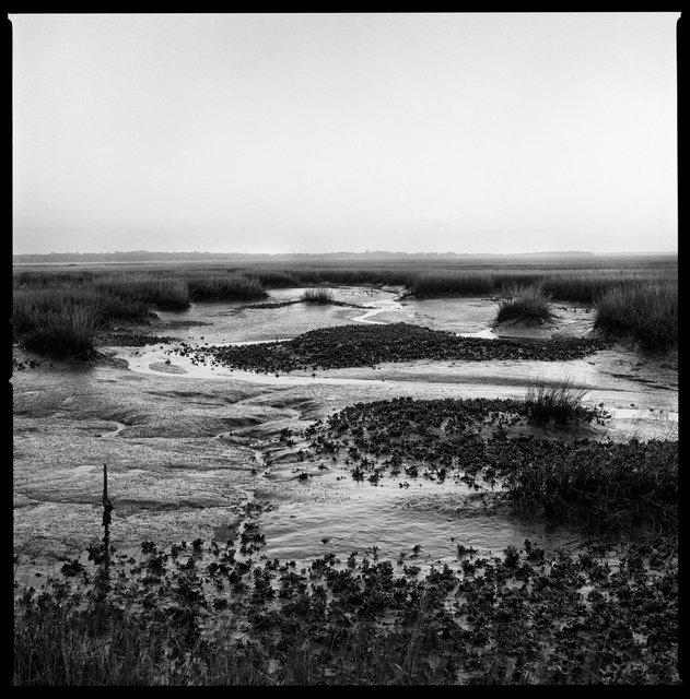 Marsh and Oyster Beds at Low Tide, South End, 2016