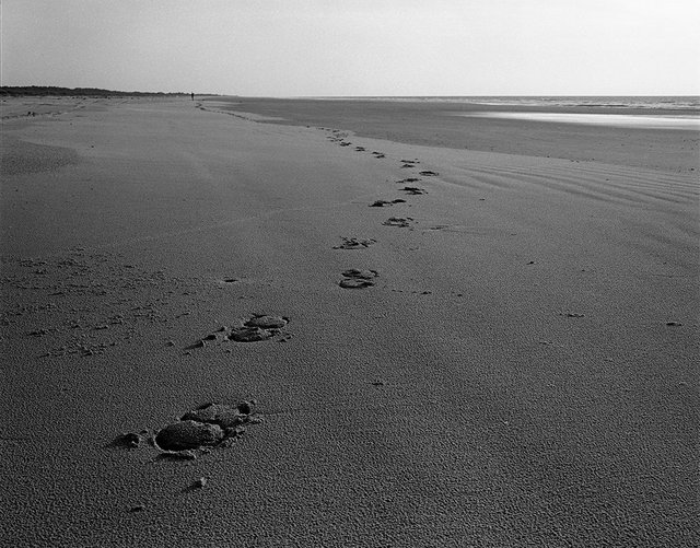 12_hoofprints001 copy.jpg