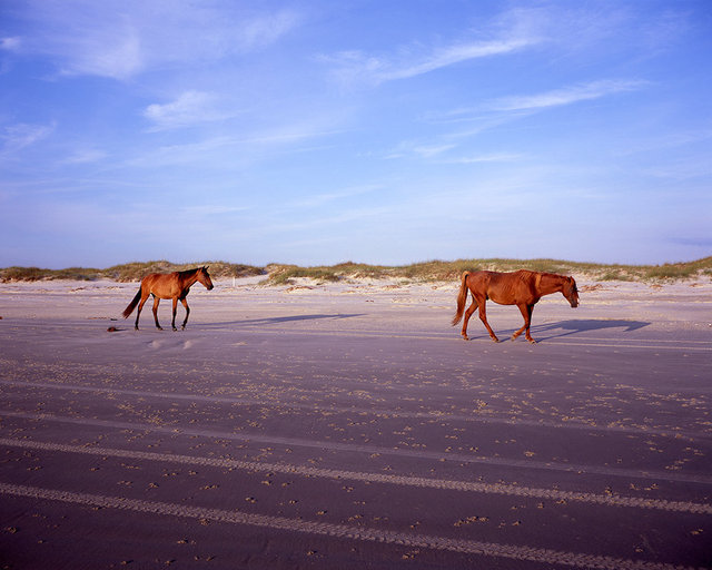 Wild Horses on Dungeness Beach