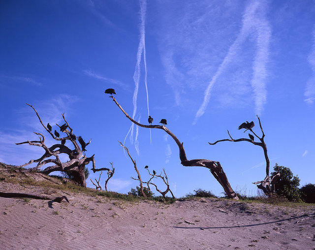 Vultures on Trail to Dungeness Beach