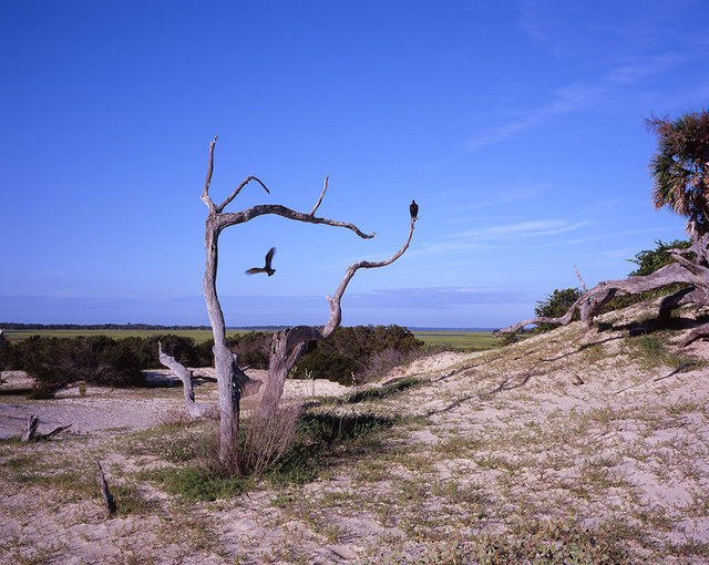 Death and Struggle - Vultures on Trail to Dungeness Beach, 2017