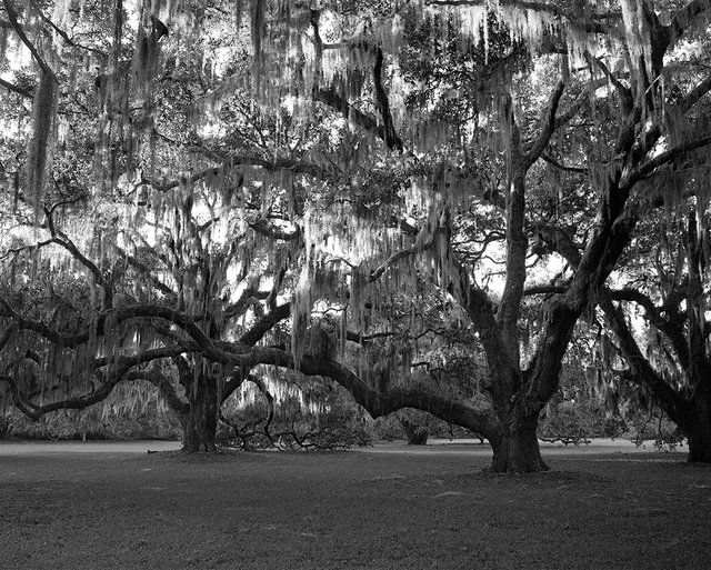 Trees on the grounds of Plum Orchard
