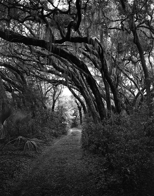 11_trees001.jpg