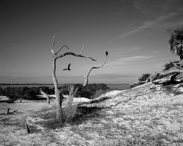 Death and Struggle: Vultures on a trail to Dungeness Beach, 2017