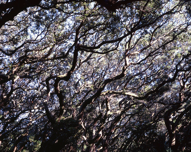 Live Oaks, Little Greyfield